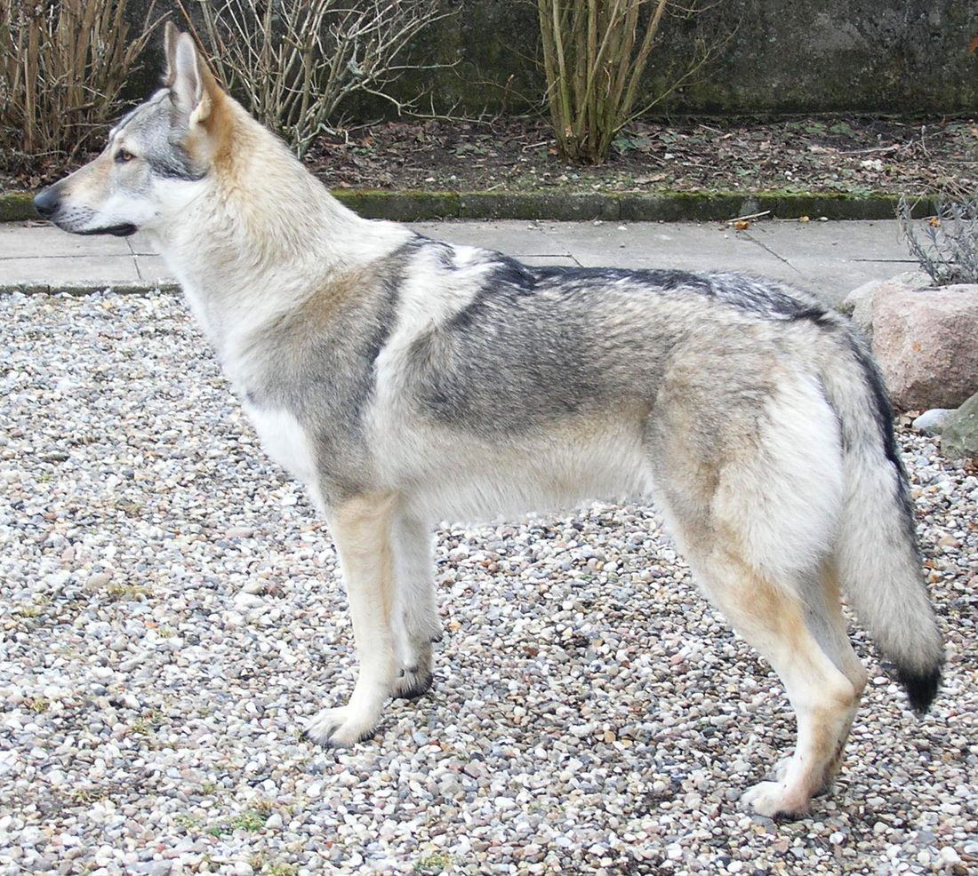 Tsjekkoslovakisk ulvehund